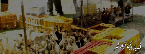تاکيد بر ممنوعيت فروش مرغ زنده در هفته بازار آزادشهر