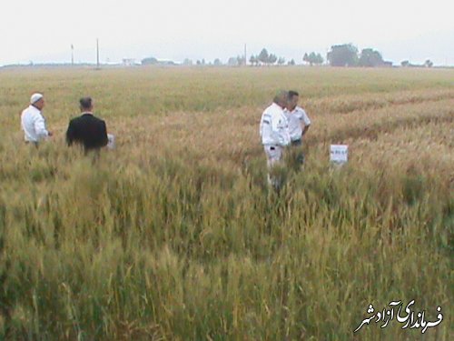پیش بینی افزایش 20 درصدی تولید گندم در  شهرستان آزادشهر