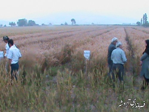 پیش بینی افزایش 20 درصدی تولید گندم در  شهرستان آزادشهر