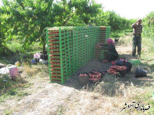 افزایش 20 درصدی تولید هلو در شهرستان آزادشهر