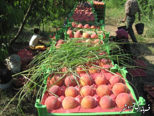 افزایش 20 درصدی تولید هلو در شهرستان آزادشهر