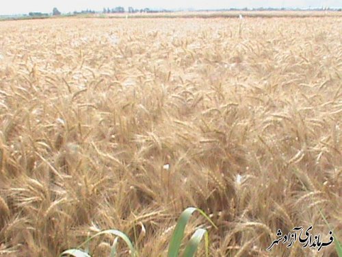 استقرار 6 مرکز برای توزیع بذر گندم، جو وکلزا در شهرستان آزادشهر