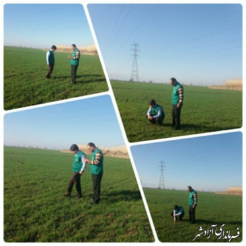 آغاز مبارزه با علفهاي هرز مزارع گندم شهرستان آزادشهر