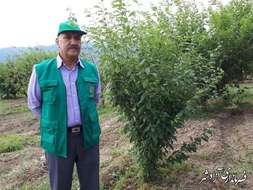 وضعیت حبوبات و باغات گیلاس و آلبالو شهرستان آزادشهر