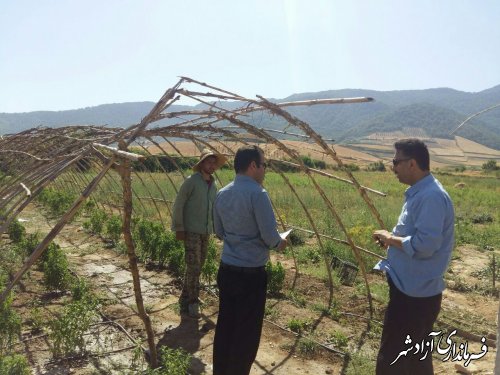 بازدید کارشناس مسئول گیاهان دارویی سازمان جهادکشاورزی استان از کشت گیاهان دارویی آزادشهر