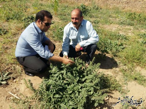 بازدید کارشناس مسئول گیاهان دارویی سازمان جهادکشاورزی استان از کشت گیاهان دارویی آزادشهر