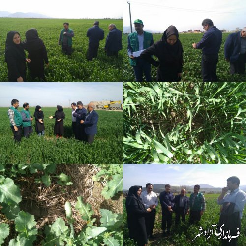 بازدید مربیان کشاورزی حفاظتی استان از سطوح کشت به روش حفاظتی در شهرستان آزادشهر