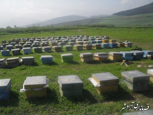 بازدید کارشناس جهادکشاورزی از زنبورستان‌های مهاجر در سطح شهرستان آزادشهر