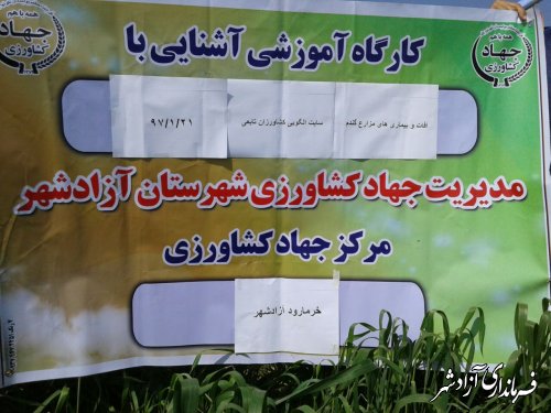 برگزاری کارگاه آموزشی مبارزه با آفات و بیماری‌های گندم در محل سایت الگویی کشت فارویی آزادشهر