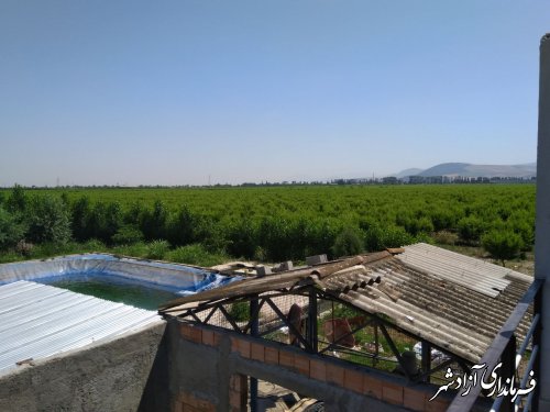 وجود یکی از بزرگترین باغات هلوی کشور در شهرستان آزادشهر