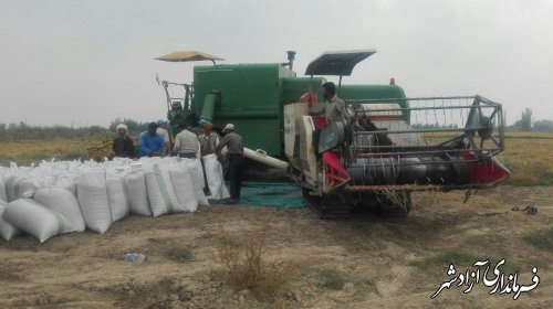 برداشت از مزرعه‌ی کشت برنج به روش خشکه‌کاری
