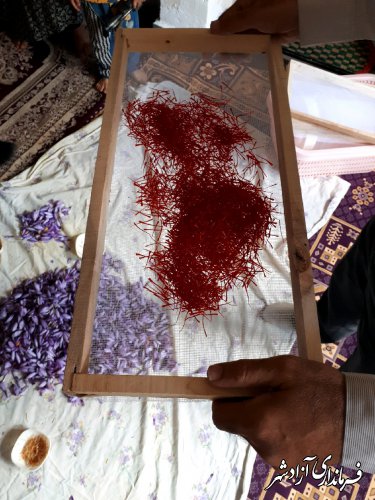  اجرای طرح ارتقاء کیفیت و بهداشت در برداشت و خشک کردن زعفران در آزادشهر
