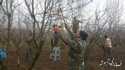 اجرای هرس درختان هسته‌دار در باغات شهرستان آزادشهر