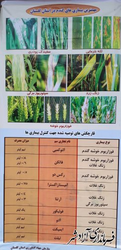 اطلاعیه مدیریت جهادکشاورزی آزادشهر درخصوص بیماری زنگ زرد گندم