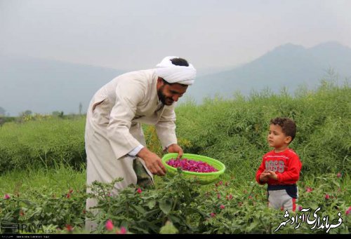 آغاز برداشت گل گاوزبان در شهرستان آزادشهر