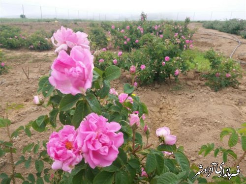 برداشت گل محمدی از سطح 35 هکتار از گلستان‌های گل محمدی منطقه پروژه ترسیب کربن شهرستان آزادشهر