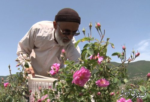 برداشت گل محمدی از سطح 35 هکتار از گلستان‌های گل محمدی منطقه پروژه ترسیب کربن شهرستان آزادشهر