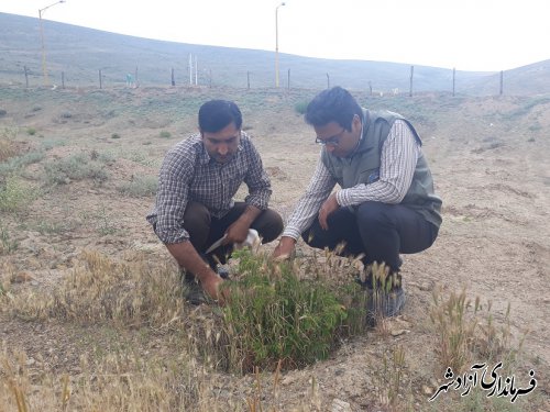 بازدید از گلستان گل محمدی مراتع خوش ییلاق