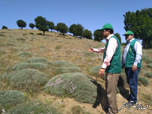 کنترل و مبارزه با آفت ملخ در مزارع و باغات شهرستان