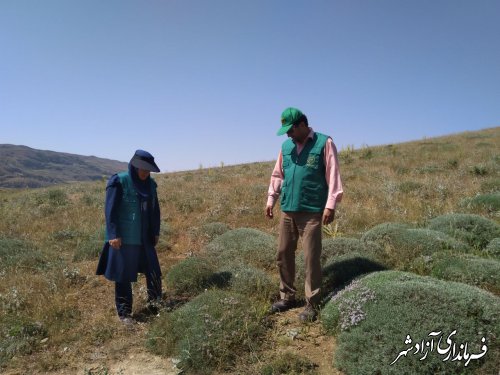 کنترل و مبارزه با آفت ملخ در مزارع و باغات شهرستان