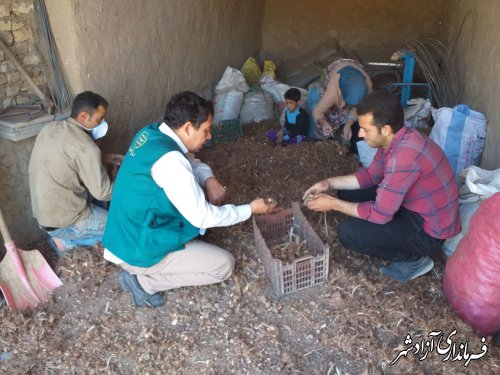 شروع کشت پیازچه زعفران در روستای نراب 