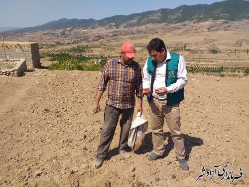 شروع کشت پیازچه زعفران در روستای نراب 