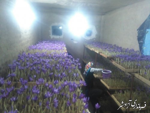 تولید زعفران گلخانه ای در روستای سیب‌چال شهرستان آزادشهر