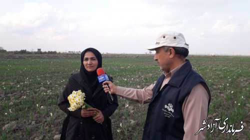 برداشت از بزرگترین باغ گل نرگس یکپارچه کشور درشهرستان آزادشهر