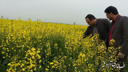 بررسی وضعیت مزارع و باغات توسط  مدیر جهادکشاورزی آزادشهر 