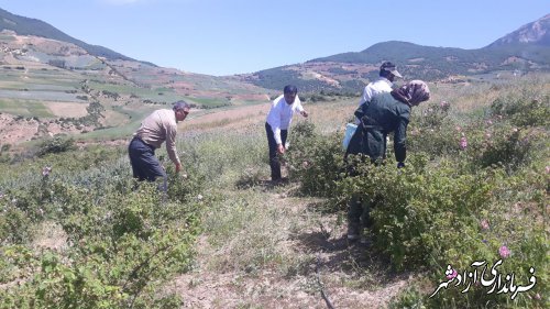 برداشت گل محمدی از گلستان های منطقه پروژه ترسیب کربن