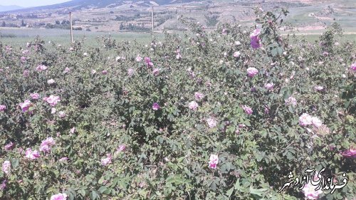 برداشت گل محمدی از گلستان های منطقه پروژه ترسیب کربن