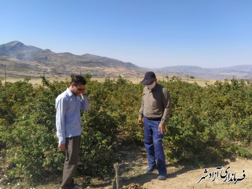 بازدید از مزارع گیاهان دارویی شهرستان آزادشهر