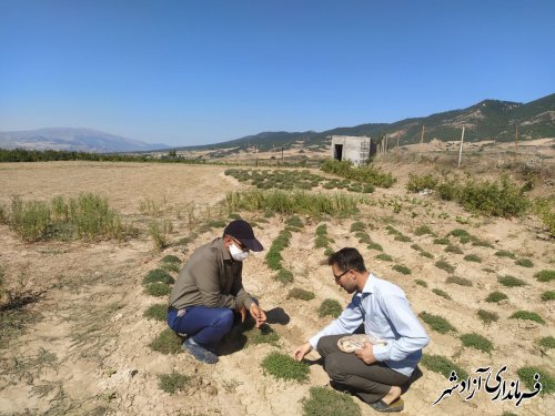 بازدید از مزارع گیاهان دارویی شهرستان آزادشهر