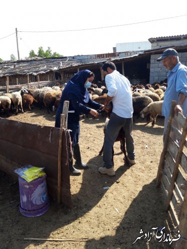 پلاک‌کوبی دام ها در شهرستان آزادشهر کماکان در حال انجام است