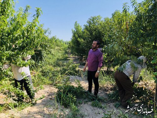 انجام هرس تابستانه باغات با کمک و نظارت جهاد کشاورزی