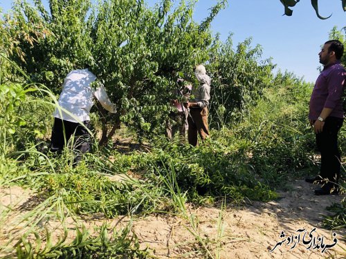 انجام هرس تابستانه باغات با کمک و نظارت جهاد کشاورزی