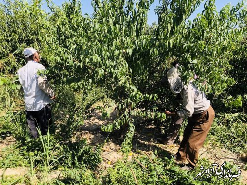 انجام هرس تابستانه باغات با کمک و نظارت جهاد کشاورزی