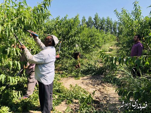 انجام هرس تابستانه باغات با کمک و نظارت جهاد کشاورزی