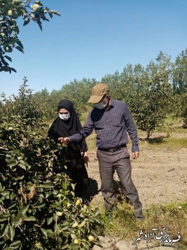 وضعیت آفت مگس میوه مدیترانه‌ای در آزادشهر از قول مدیر جهادکشاورزی شهرستان