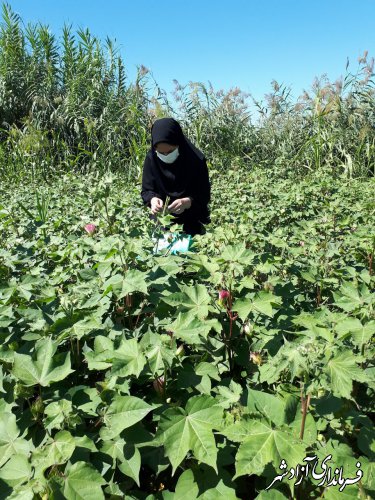 ردیابی کرم خاردار پنبه حتی با عدم مشاهده‌ی آفت در مزارع پنبه شهرستان آزادشهر ادامه دارد