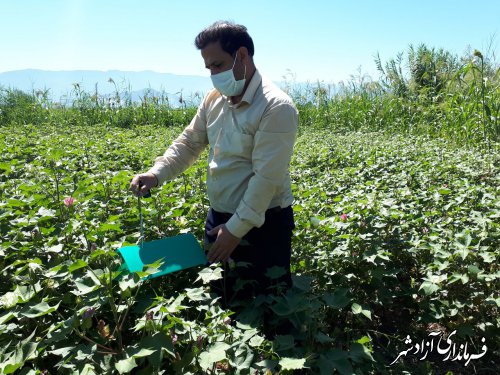 ردیابی کرم خاردار پنبه حتی با عدم مشاهده‌ی آفت در مزارع پنبه شهرستان آزادشهر ادامه دارد