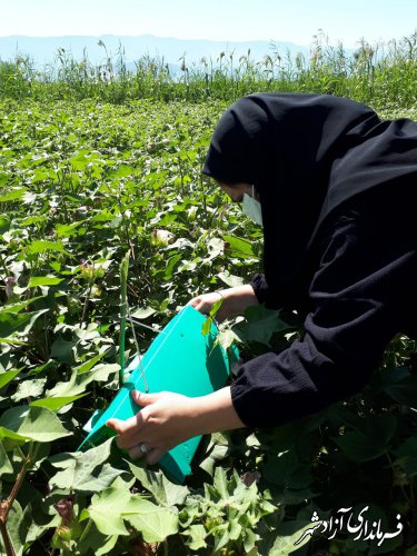 ردیابی کرم خاردار پنبه حتی با عدم مشاهده‌ی آفت در مزارع پنبه شهرستان آزادشهر ادامه دارد