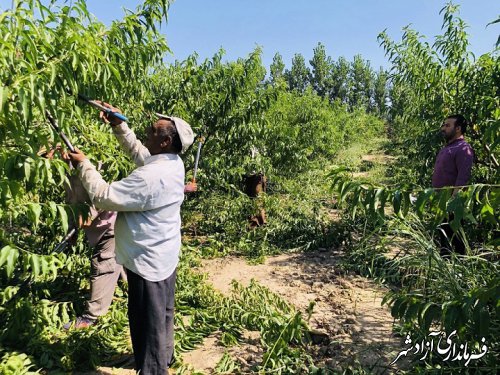 پایان هرس تابستانه در باغات هسته‌دار شهرستان آزادشهر