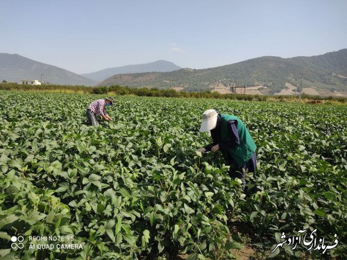 پیش‌بینی می‌شود مزارع سویا در سال جاری از عملکرد بسیار بهتری نسبت به سال گذشته برخوردار باشند