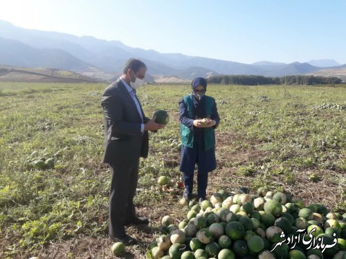 برداشت هندوانه آجیلی در شهرستان آزادشهر در حال انجام است