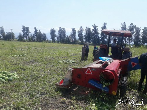 برداشت هندوانه آجیلی در شهرستان آزادشهر در حال انجام است