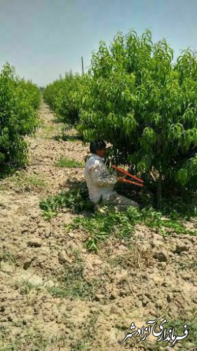 انجام پیوند سرشاخه‌کاری زیتون به تعداد ۱۶۱۴ اصله و گردو به تعداد ۲۰۰ اصله در باغات شهرستان آزادشهر