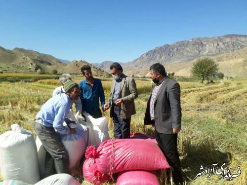 برداشت از اراضی شالی بخش چشمه‌ساران شهرستان آزادشهر کماکان ادامه دارد