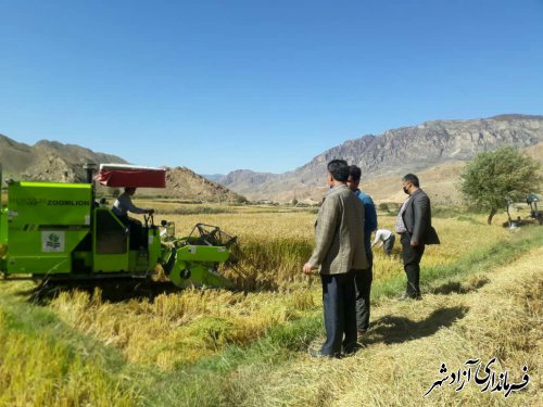 برداشت از اراضی شالی بخش چشمه‌ساران شهرستان آزادشهر کماکان ادامه دارد