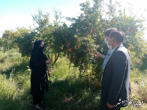 برداشت از باغات انار شهرستان آزادشهر در حال انجام است